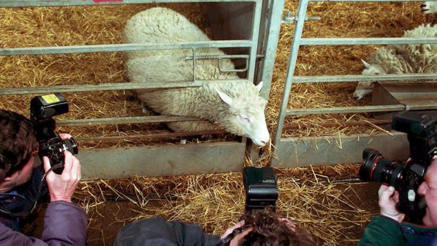 Am 5. Juli kam Schaf Dolly zur Welt. Auf den ersten Blick nichts Besonderes. Dolly wurde aber in einem Reagenzglas "hergestellt". Es entwickelte sich aus dem Erbgut einer Körperzelle und war somit die erste Kopie eines erwachsenen Schafs. 2003 musste Dolly nach einer schweren Lungenkrankheit eingeschläfert werden. Es gibt übrigens noch vier Schafe, die von der gleichen DNA wie Dolly abstammen - und die sind größtenteils gesund.
