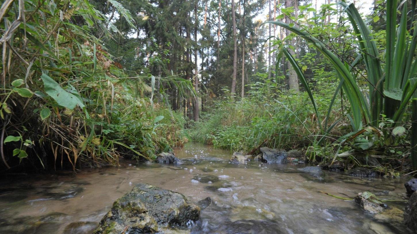 Schadstoffe vom Birkensee belasten auch Reichswald