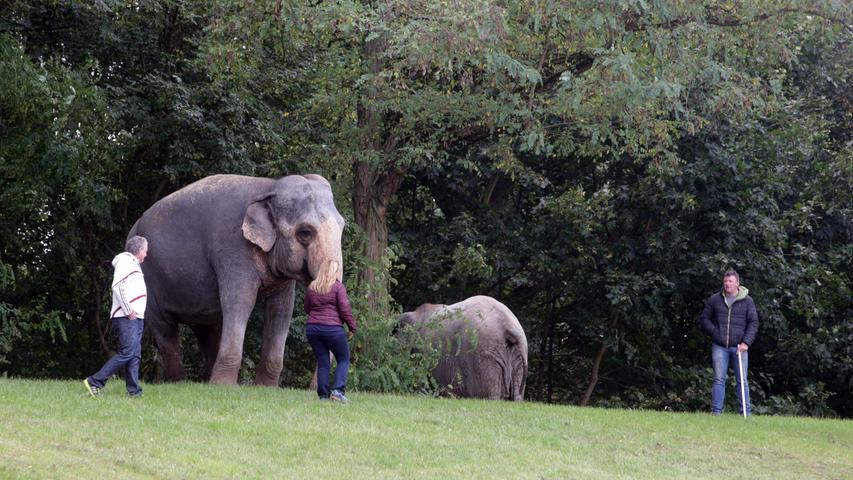 Die Elefanten sind los! Circus Carl Busch gastiert in Nürnberg