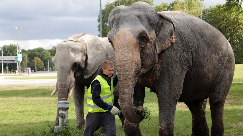 Die Elefanten sind los! Circus Carl Busch gastiert in Nürnberg