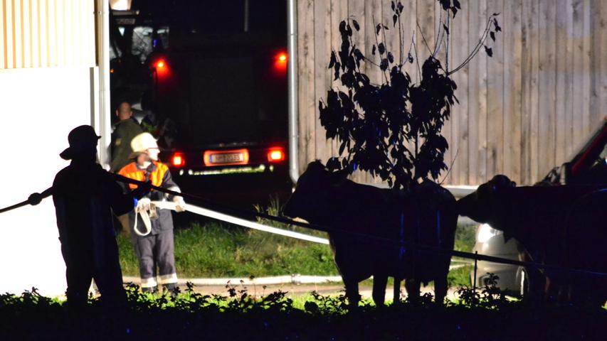 Schwerer Einsatz für die Feuerwehr: Es galt nicht nur, die Flammen zu löschen, sondern auch die Kühe einzufangen. Nach jetzigem Stand kamen nicht alle aus dem Stall.