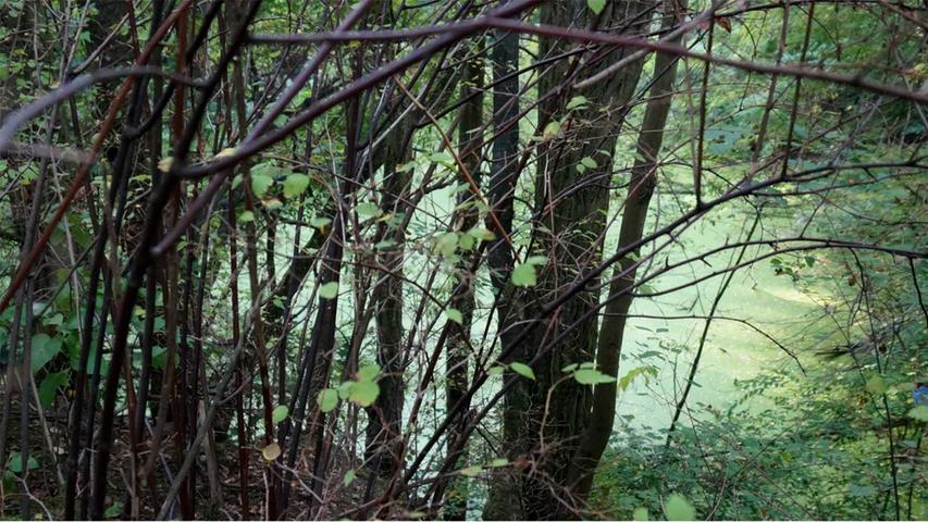 Verlassen und verborgen: Die grüne Idylle im Cadolzburger Horneberspark