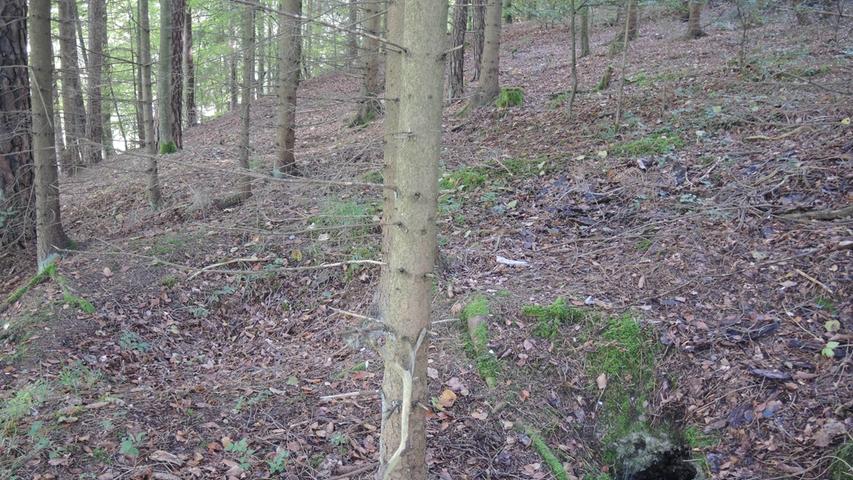 Die Löcher im Waldboden füllen sich mit der Zeit wieder mit Waldboden. Sichtbare Kuhlen bleiben aber zurück.