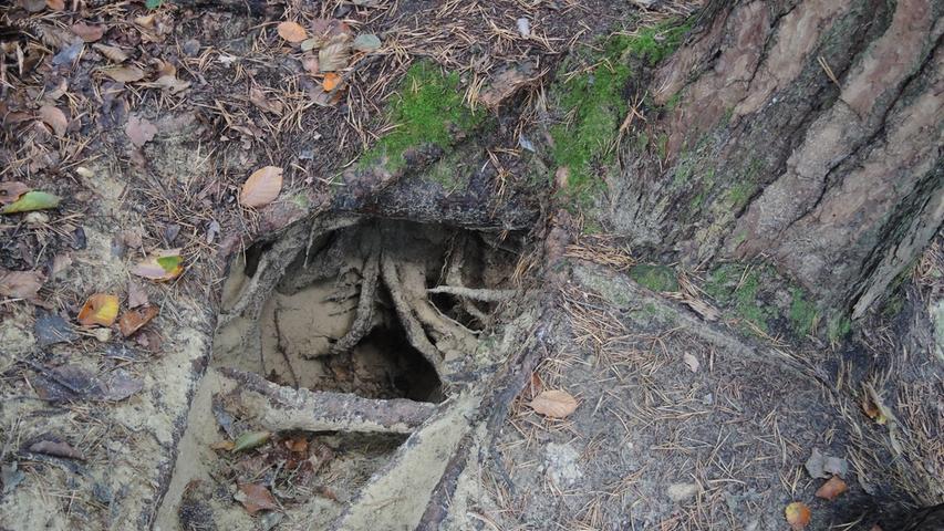 Eingang in das Höhlensystem eines Fuchsbaus.