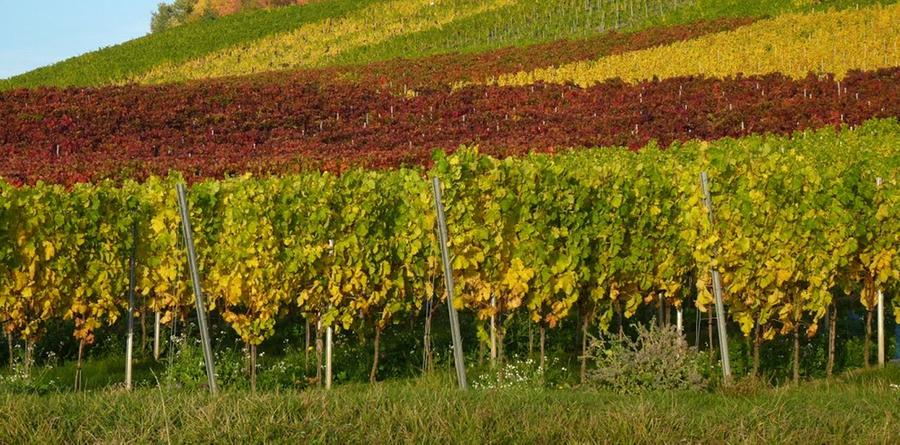 Haben wir den Wein schon erwähnt? Die Landschaft in Unterfranken und im westlichen Mittelfranken wird geprägt von den vielen Weinbergen. An den Rebstöcken wachsen die Trauben, aus denen unsere Winzer Rot- und Weißweine höchster Qualität herstellen. Wissenswerte Fakten über den Weinanbau in Franken finden Sie hier.