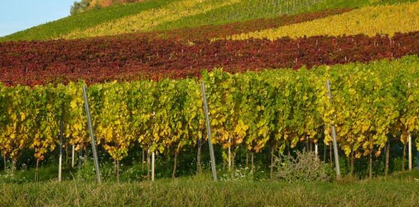 In der geschützten Herkunftsregion Franken sind nach Angaben der Bayerischen Landesanstalt für Weinbau und Gartenbau rund 6300 Hektar Fläche mit Reben bestockt. Hier wachsen die fränkischen Spezialitäten vom Silvaner (23 Prozent der Anbaufläche) über den Riesling und den Müller-Thurgau bis hin zum Spätburgunder. Letzterer ist ein Rotwein, die in Franken noch eher selten vorkommen: Nur knapp 20 Prozent der Anbaufläche sind mit Rotweinsorten bepflanzt. In Unter- und im westlichen Mittelfranken gehören Weinberge fest zum Landschaftsbild.