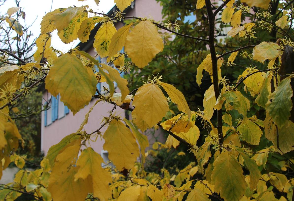 Gunzenhausen: Laubbäume rüsten sich für Winter