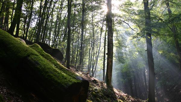 Obwohl Ringelhahn und Voss den Mörder gefunden haben, gehen die Ermittlungen weiter. Denn Peters wurde gezwungen, die drei Menschen immer zur vollen Stunde umzubringen. Auf der Suche nach dem Auftraggeber begibt sich das Ermittlerteam auf eine Reise durch Oberfranken. Von einer Waldhütte in Creußen führt die Spur ...