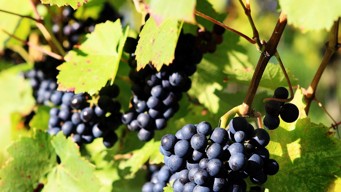 Noch wachsen die Trauben an den fränkischen Weinhängen. Doch die Hitze macht ihnen zu schaffen.