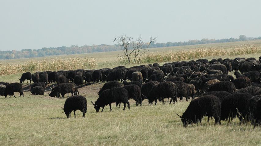 Wenn die riesigen Herden der Racka-Schafe am Horizont auftauchen, erscheinen sie zunächst wie ein schwrzer Balken. Erst beim Näherkommen löst sich das Bil in unzählige Tiere auf.