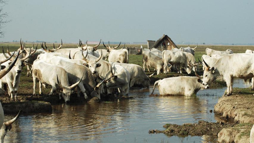 Hortobagy ist bekannt für seine Grau-Rinder. Die beeindruckenden Tiere mit den weitausladenen Hörnern sind in der freien Wildbahn mit Vorsicht zu genießen. Kulinarisch sind sie eine Spezialität.