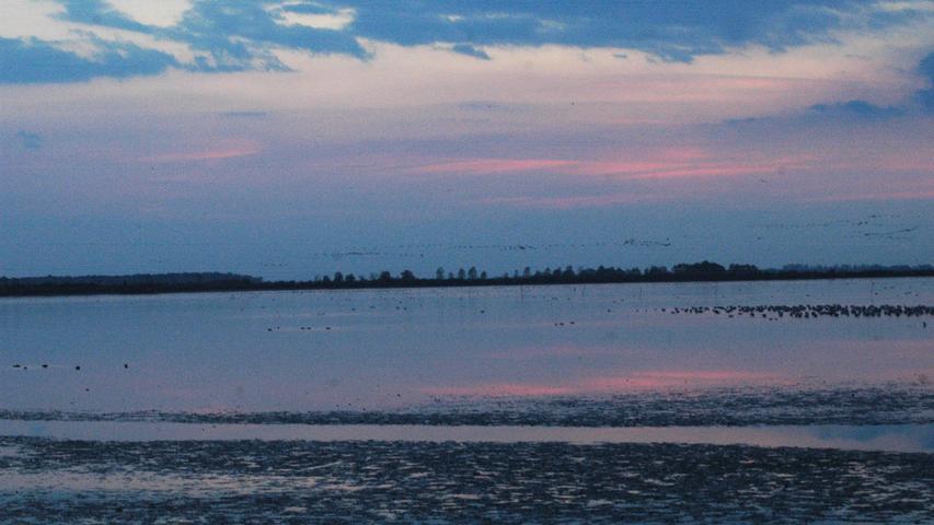 Am Ende eines Tages in der Puszta noch ein Höhepunkt: Wenn die Sonne an den Elep-Seen untergeht, kommen unzählige Kraniche von ihren Futterplätzen zur Nachtruhe an die Ufer.