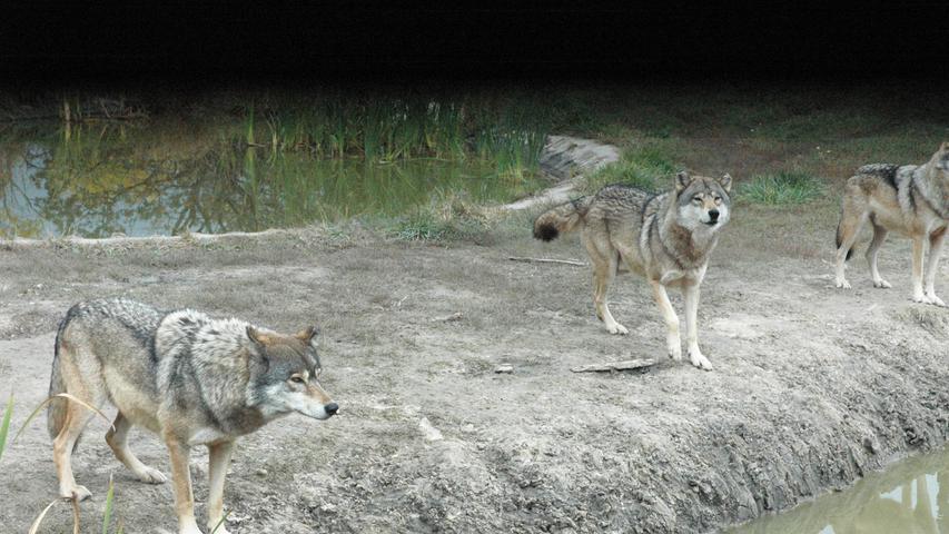Im Safari-Park werden die Tiere der Puszta von einst und jetzt gezeigt. Freilebende Wölfe gibt es derzeit dort nicht. Für Przewalski-Pferde und Auerochsen ist der Park ein Refugium, in dem ihr Überleben gesichert wird.