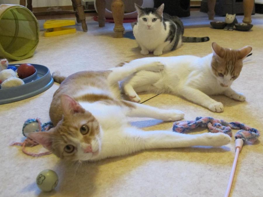 eine katzen wg entlastet das further tierheim furth nordbayern de