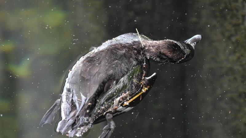 Tote Ente im Hafenbecken von Überlingen am Bodensee. Nun ist auch am Rothsee ein infiziertes Tier gefunden worden.