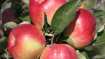 Saftig, rot und knackig: Poxdorfer Apfel ist spitze