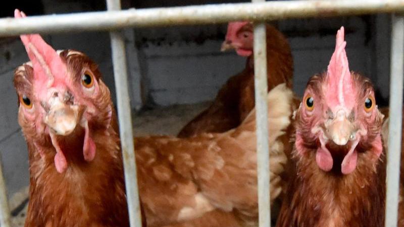 Vogelgrippe in Pottensteiner Betrieb ausgebrochen