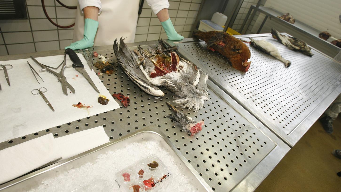 Tote Ente am Wöhrder See: Vogelgrippe hat Nürnberg erreicht 