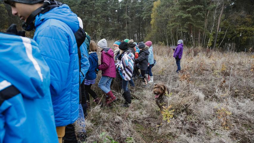 Beim "Waldpflegetag" trampelten Kinder der Mittelschule und der Montessorischule Herzogenaurach Unkraut nieder, um die Eichen-Setzlinge wieder freizulegen.