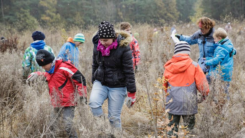 Beim "Waldpflegetag" trampelten Kinder der Mittelschule und der Montessorischule Herzogenaurach Unkraut nieder, um die Eichen-Setzlinge wieder freizulegen.