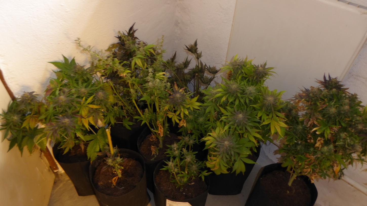 Neun Cannabis-Pflanzen mit einer Höhe von 30 bis 100 Zentimetern befanden sich im Aufzuchtstadium.