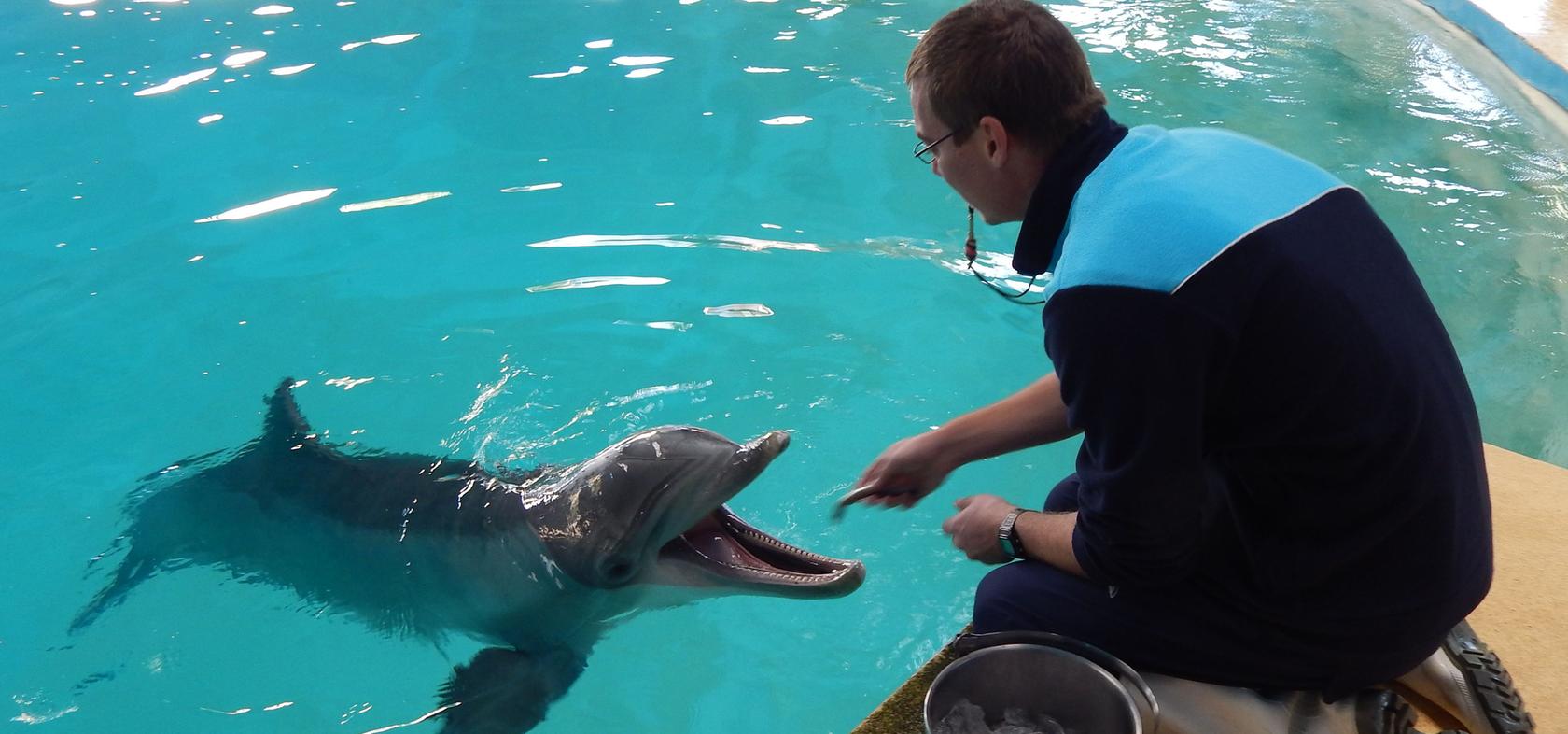 Nürnberger Delfin Arnie lebt jetzt an der Algarve 