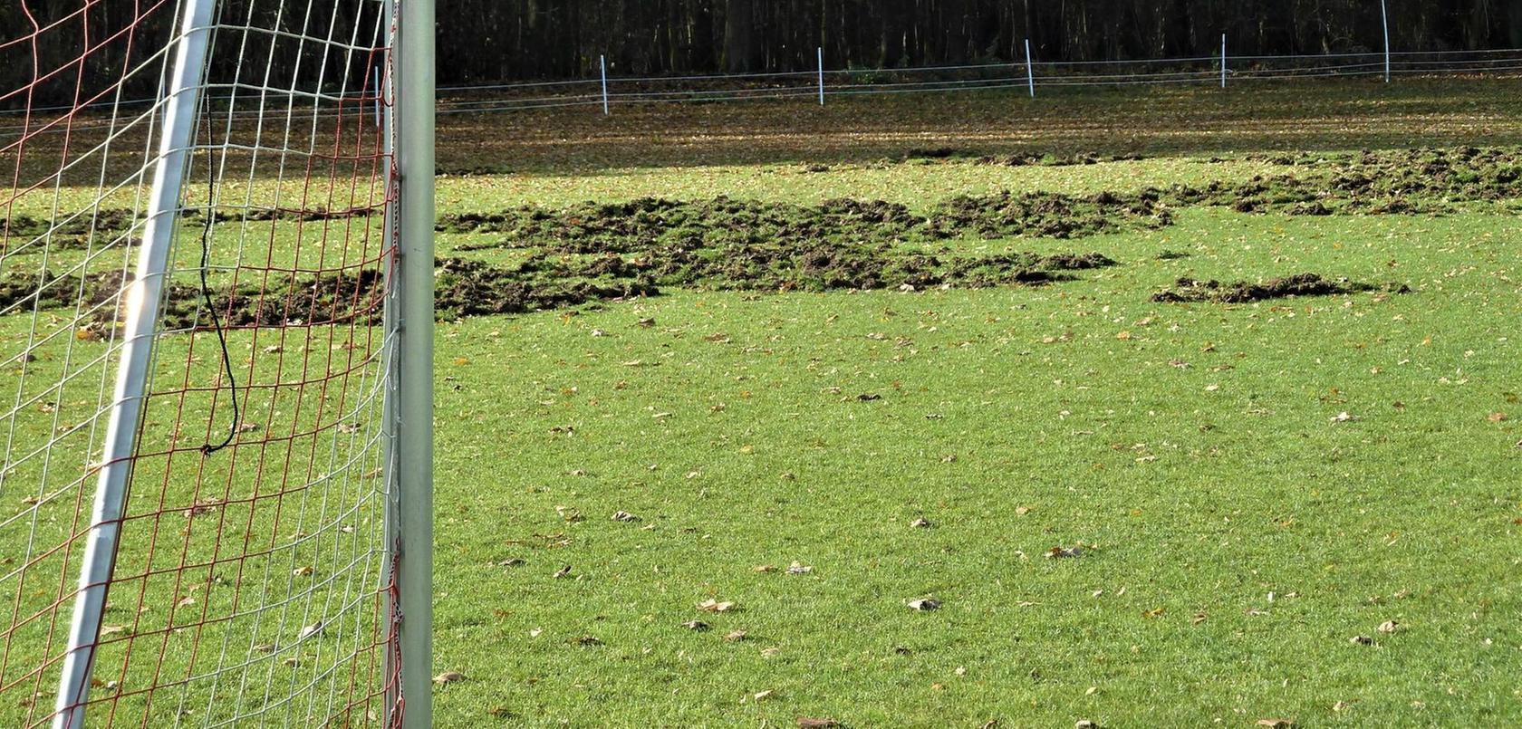Kalchreuth: Wildschweine untergraben Fußballjugend