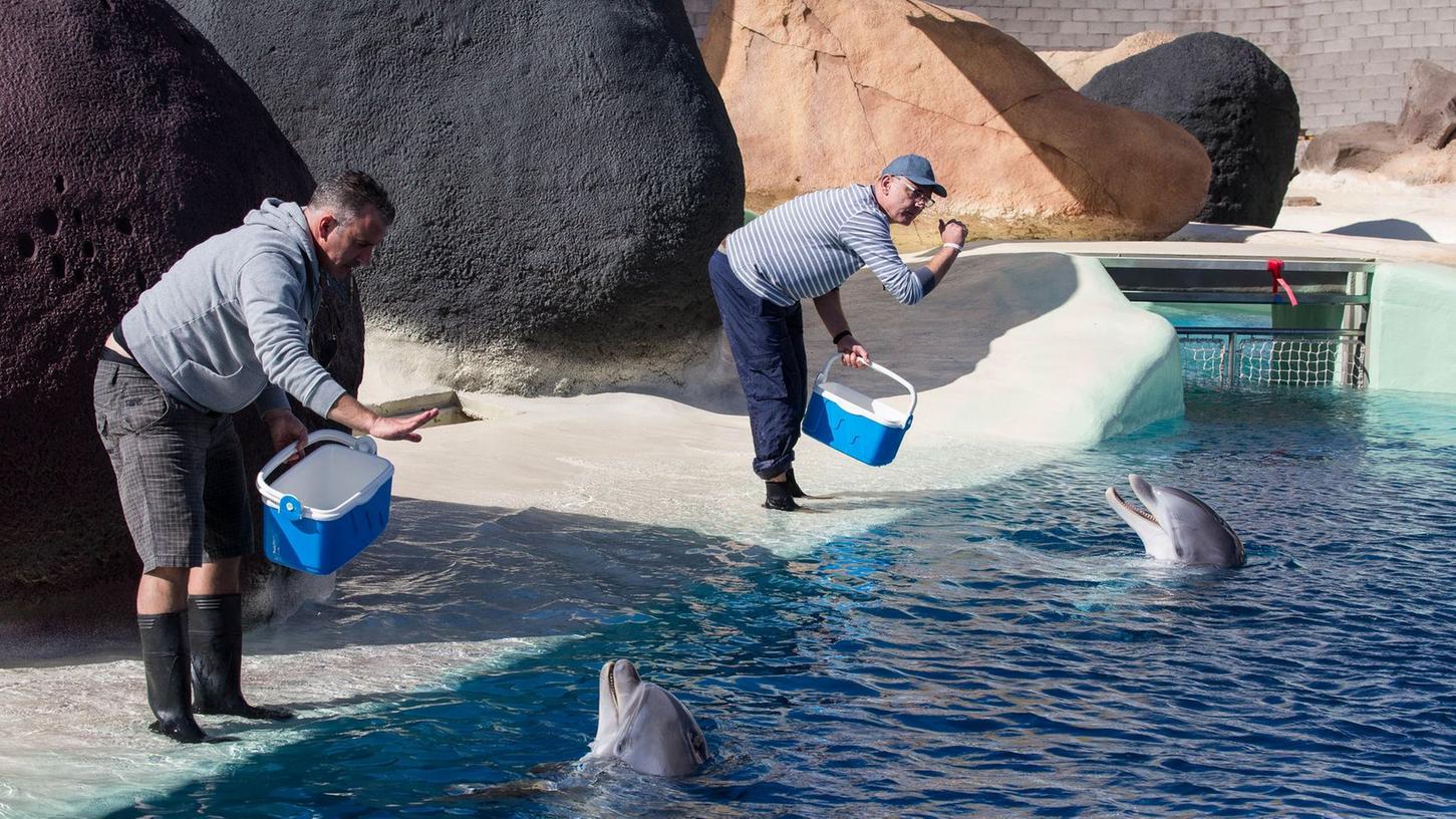 Die beiden Nürnberger Delfine Kai und Noah im Delfinarium des Ranco Texas Parks auf der Kanareninsel Lanzarote.