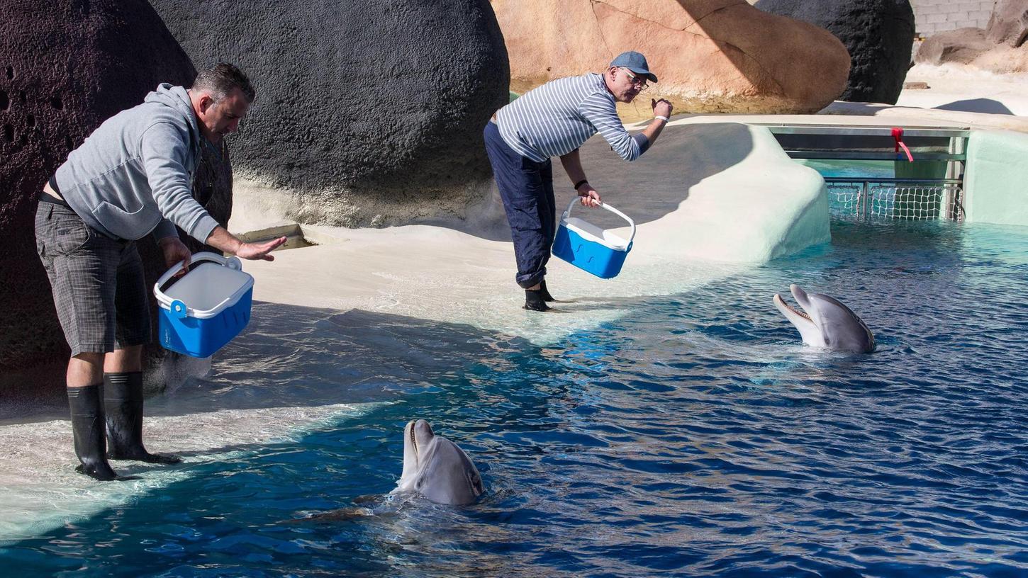 Die beiden Nürnberger Delfine Kai und Noah in der neuen Anlage des Rancho Texas Parks auf der Kanareninsel Lanzarote. Dort bilden sie mit zwei Großen Tümmlern aus dem Zoo Duisburg eine Junggesellengruppe.