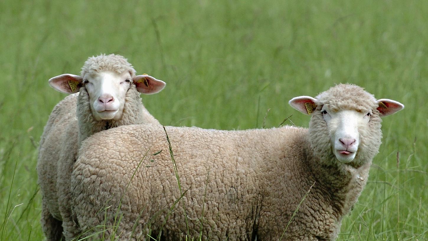 Naturpark Frankenhöhe: Im Zeichen des Schafes