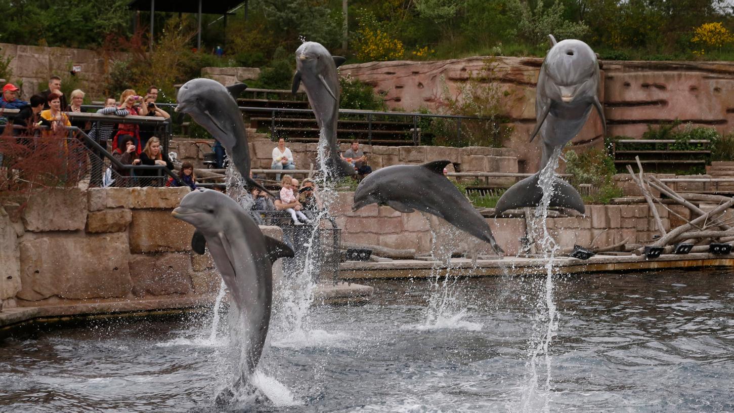 Die Delfin-Gruppe im Nürnberger Tiergarten ist nach den Transporten etwas ausgedünnt. 