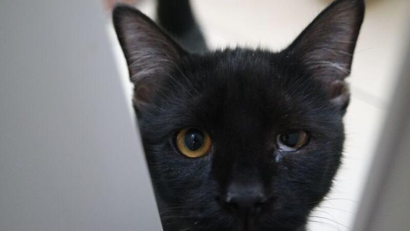 Das Auge tränt: Auch diese Katze war in der Einzimmerwohnung eingesperrt.