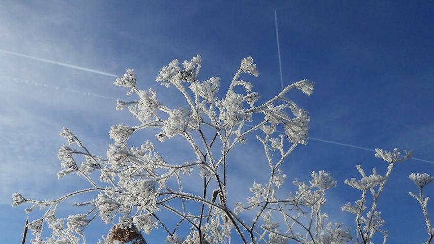 Eine Pflanze im Winter vor eisblauem Himmel.