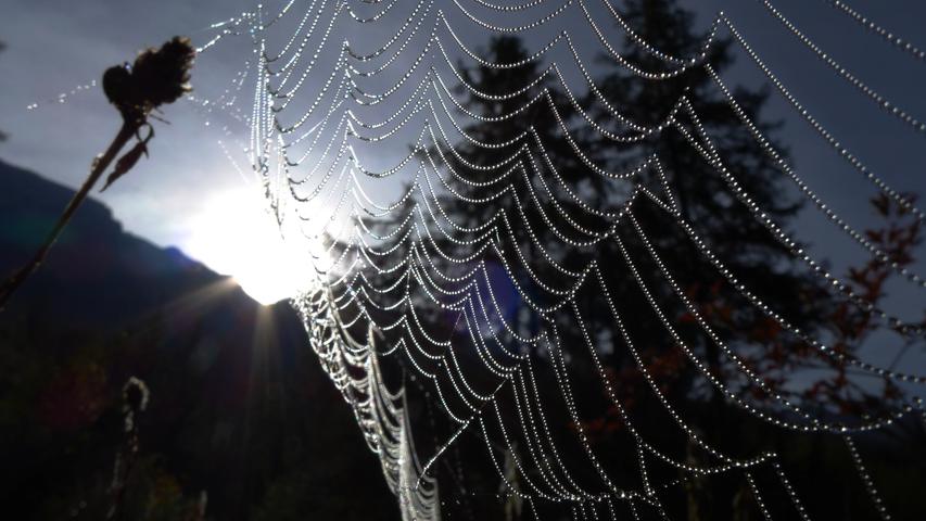 Das Werk einer Spinne im Morgentau.