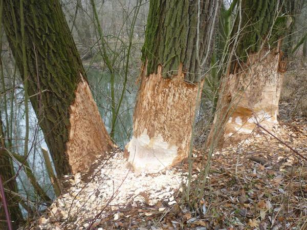 Kahlschlag in Zirndorf: Biber sorgen für Baumfällungen