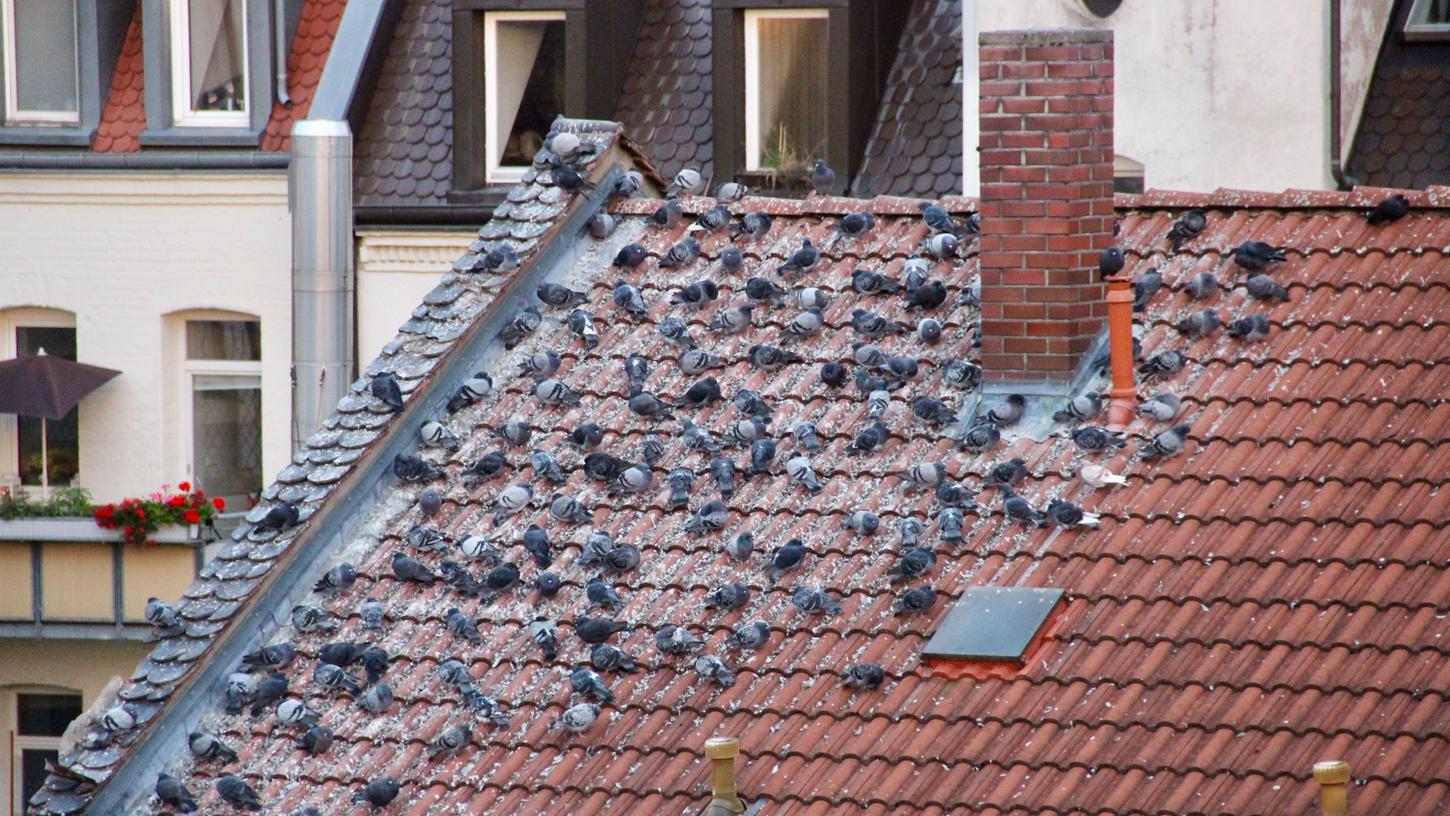 Tauben-Problem in Nürnberg: Was tun gegen die Plage?