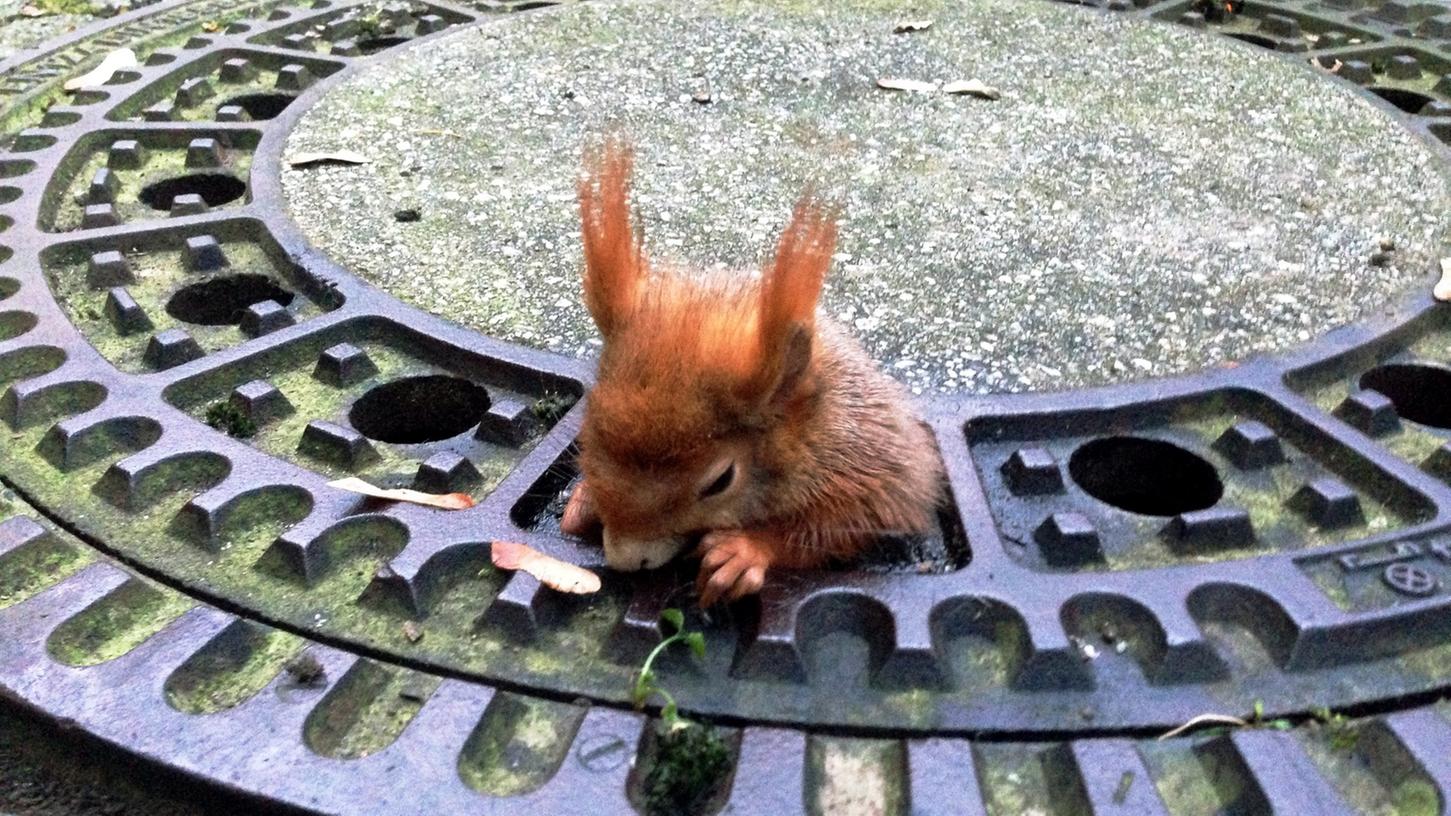 Ein kleines Eichhörnchen ist in München in einem Gullydeckel stecken geblieben. Ein kleines Eichhörnchen ist in München in einem Gullydeckel stecken geblieben.