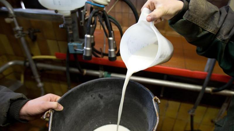 Milchpreise steigen: Landwirte vorsichtig optimistisch
