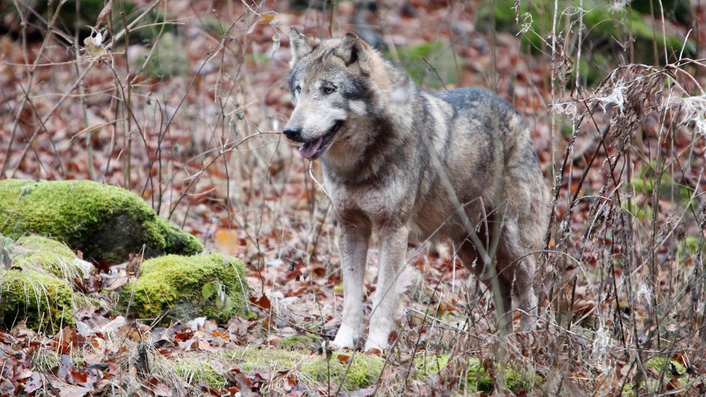 Den Wolf gibt es schon lang im Landkreis Forchheim, bislang aber nur im Gehege wie hier im Waldpark Hundshaupten. In freier Wildbahn ist er am Wochenende erstmals gesehen worden.