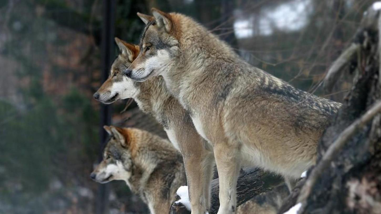 Jäger wollen den Wolf keinesfalls töten
