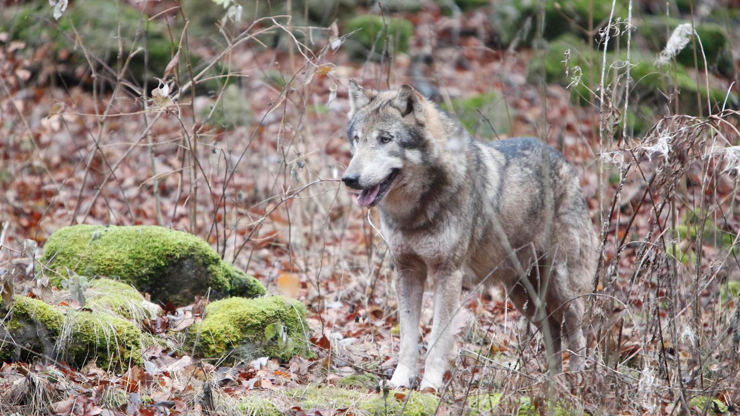 Waldkindergarten gibt acht auf Wolf