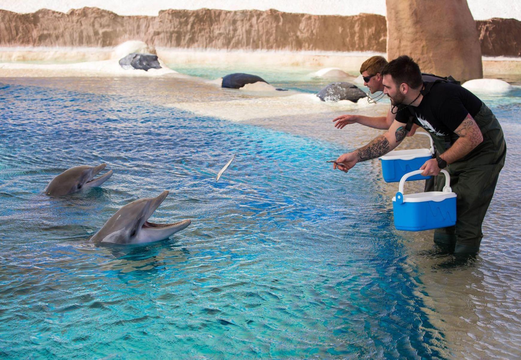 Entgegen Geruchten Delfine Aus Eep Noch Nie Ausgewildert Nurnberg Nordbayern De