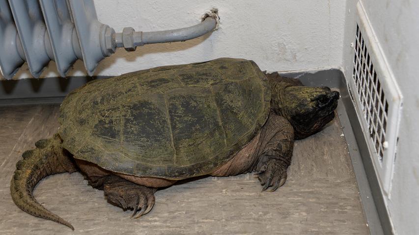 Ein bissiger Ausbrecher geht der Polizei im Juni ins Netz. Die Schnappschildkröte "Suarez" taucht nach zweijähriger Flucht bei Röttenbach wieder auf ...