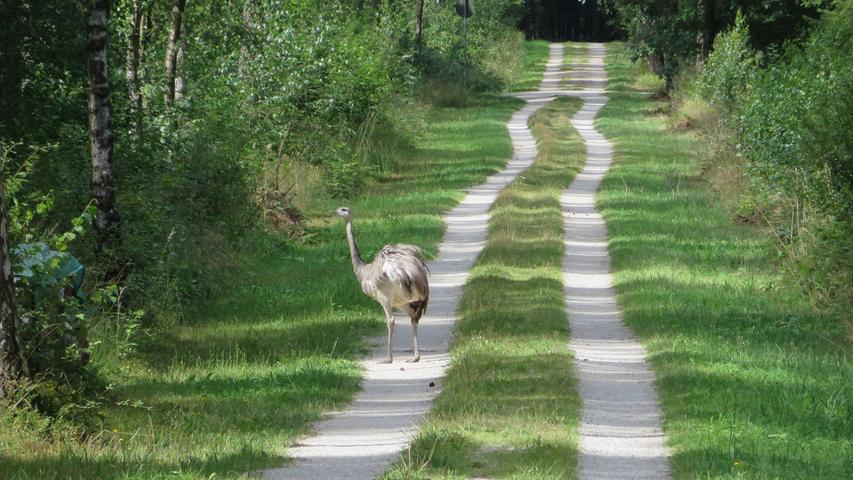 Für Aufregung im Nordwesten Schwabachs und in angrenzenden Orten sorgt ein Nandu. Der Laufvogel, der auch in Wildenbergen und Rohr gesichtet wird, läuft durch die Wälder und wird mehrfach gesichtet. Wo er eigentlich hingehört, bleibt unklar. Der Nandu bekommt jedenfalls Bleiberecht.