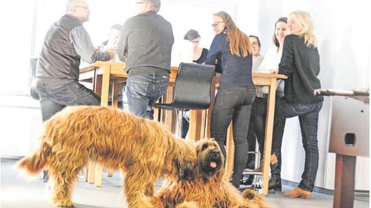 Die Hunde Sophie und Bilbo sind im Marktforschungsinstitut con Sens voll integriert und liegen immer da, wo etwas los ist. "Ihre Gesell­schaft tut unserer Kommunikation gut", sagt die Halterin Kerstin Graße-Vinke.