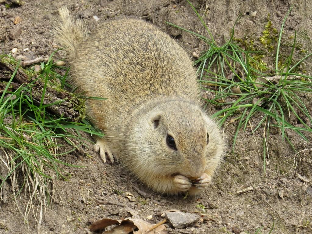Der Bestand der Tiere in Deutschland lebte bis circa 1950 im Osterzgebirge. 2019 beteiligte sich der Tiergarten der Stadt Nürnberg an einer deutsch-tschechischen Auswilderungsaktion von Zieseln im unteren Egertal am Fuße des Vulkankegels bei dem Dorf Milá (Millayer Berg). Seit mehr als 60 Jahren besteht dort ein Naturreservat.