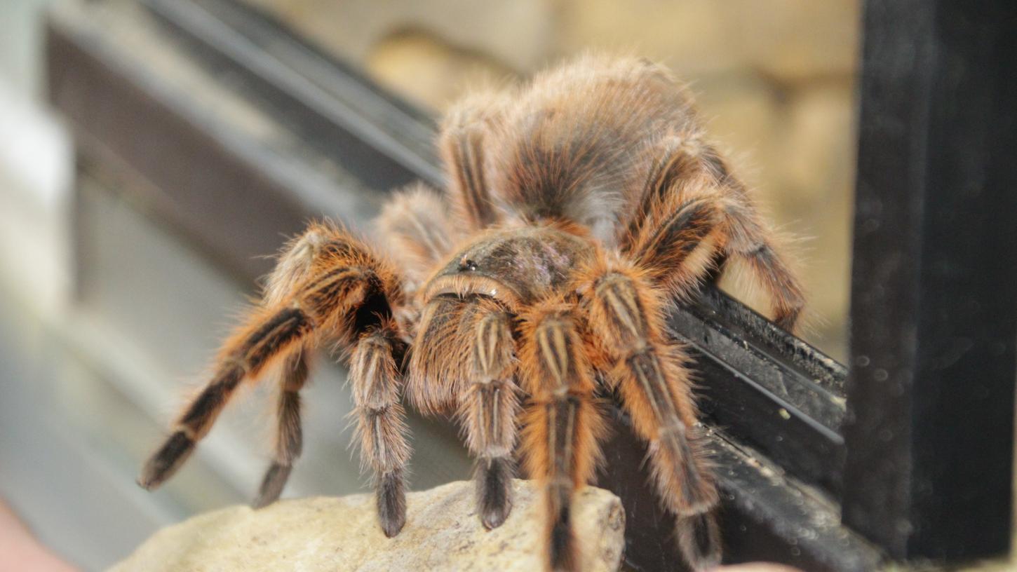 Krabbelndes Geschenk: Spinne sorgt für Ehekrise 