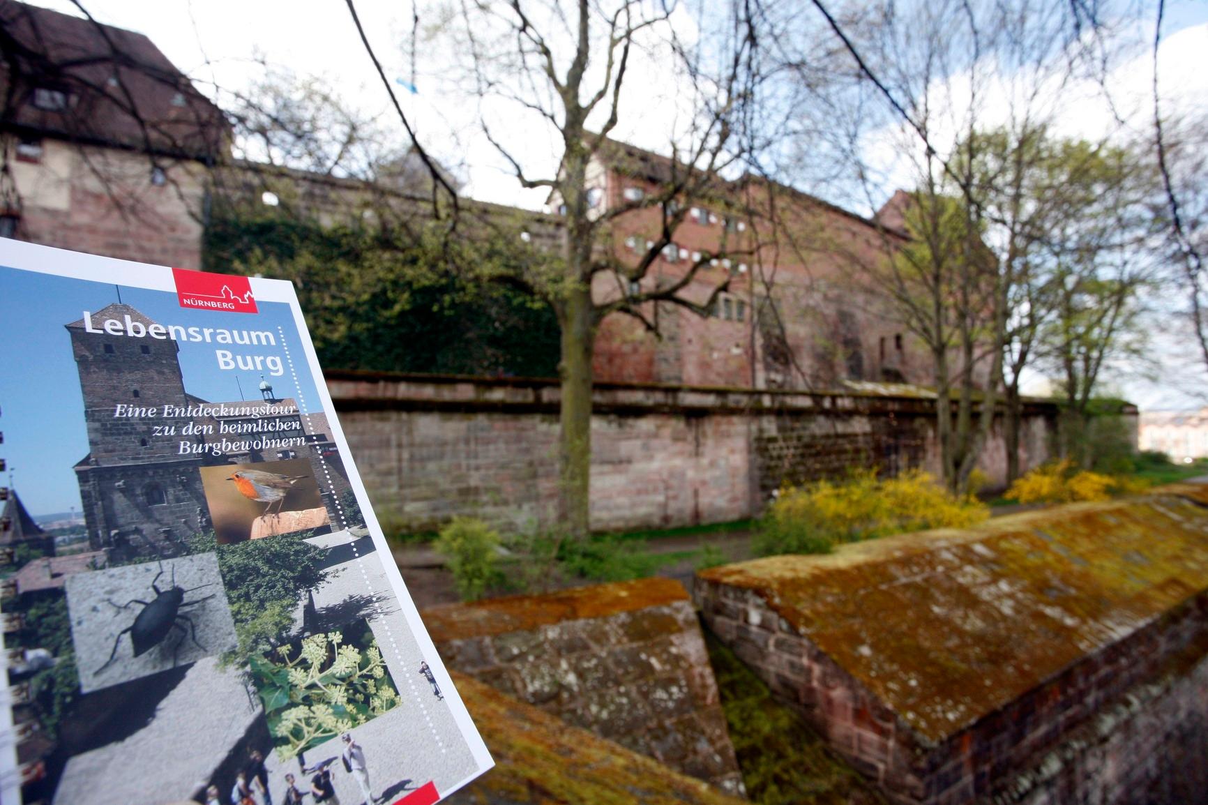 Die Burg ist ein bedeutender Lebensraum: Keller, Mauern, Türme und Grünflächen bieten vielfältige Lebensräume für Pflanzen und Tiere. Im Rahmen des Projekts "Lebensraum Burg" haben Biologen im Bereich der Burg bei Kartierungen auf einer Fläche von etwa 65.000 Quadratmetern rund 1400 Tier- und Pflanzenarten nachgewiesen. Im Burggarten, einem Zier- und Schaugarten, finden sich unter anderem Rabattenblumen, Sonnenhut und Eisenkraut sowie Singvögel. In den unterirdischen Felsengängen hausen Fledermäuse, am Ölberg halten sich gerne Turmfalken auf.