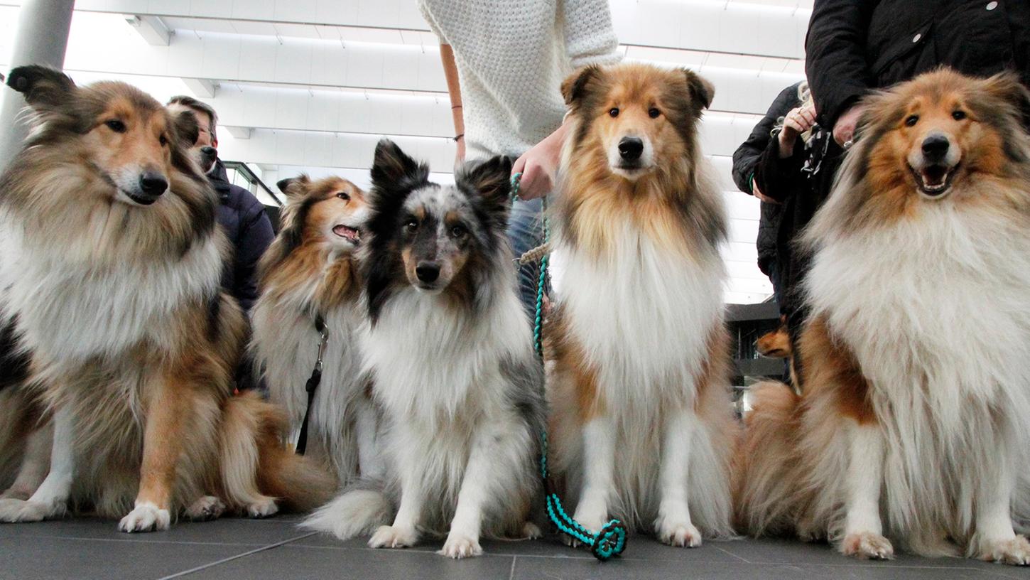 Gut 4000 Hunde werden am Wochenende wieder in der Nürnberger Messe auflaufen - die "Cacib" steht an.