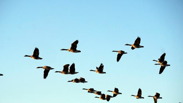 Mehrfach sorgte Gänsedreck, der die Strändes verschmutzte, für Unmut. 2018 entbrannte eine hitzige Debatte um die Möglichkeit des Abschusses der Gänse.